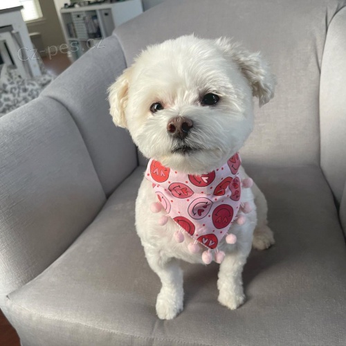 havamalt �t��ata na prodej.