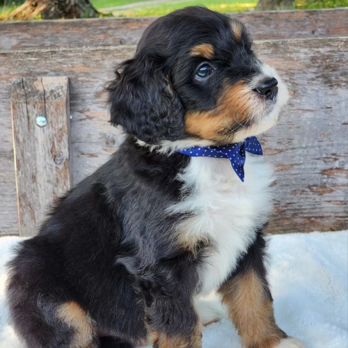 Prod�m �t��ata Bernedoodle.