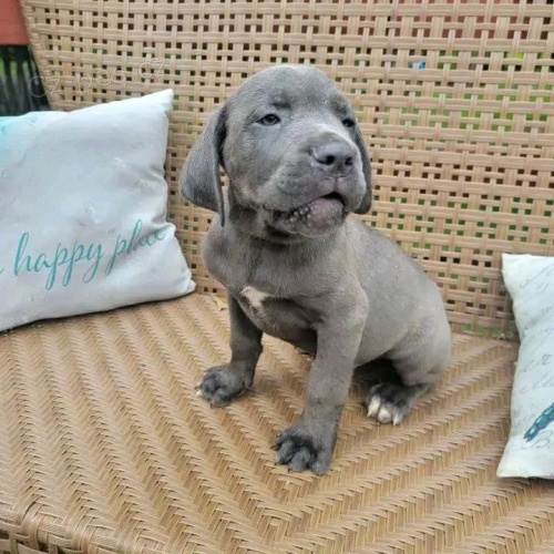 Prod�m �t��ata Cane Corso