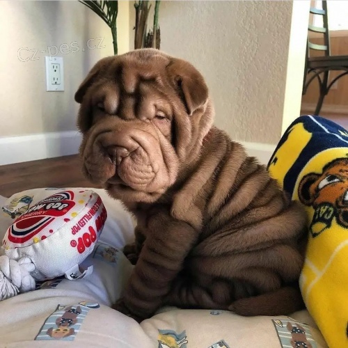 Shar-pei o�kovan� �t��ata na prodej.