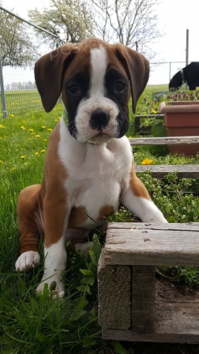 Prod�m �t��ata n�meck�ho boxera.