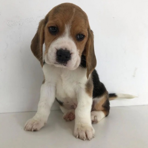 �t��ata b�gla.