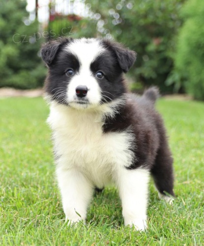 Prod�m �t��ata border kolie