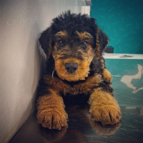 Prod�m �t��ata erdelteri�ra