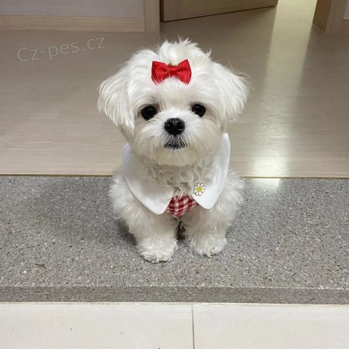 malt�zsk� �t��ata na prodej.