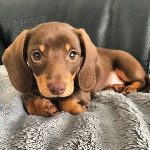 Prod�m trpasli�� �t��ata jezev��ka hladkosrst�ho