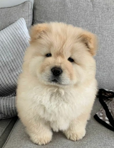 �au �au �t��ata na prodej.