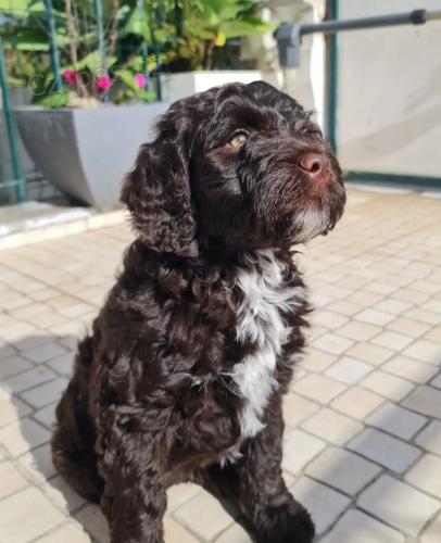 �t��ata portugalsk�ho vodn�ho psa k adopci