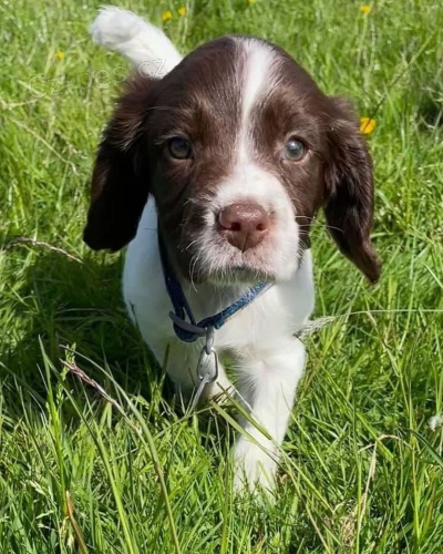 Prod�m �t��ata anglick�ho �pringr�pan�la.