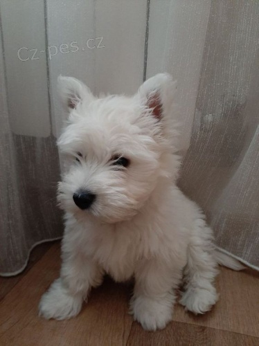 Prod�m �t��ata West Highland White Terriers