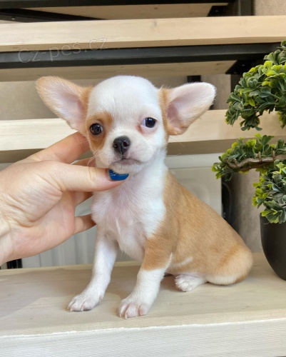 Prod�m MINI �t��ata �ivavy