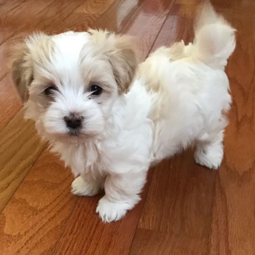 Prod�m roztomil� a zdrav� �t���tka havanese.