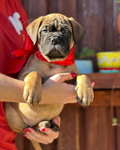 Prod�m �t��ata bullmastiffa