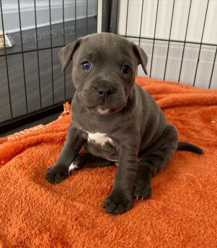 Prod�m zdrav� �t��ata staford��rsk�ho bulteri�ra