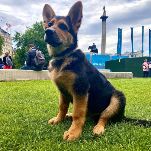 Prod�m �t��ata n�meck�ho ov��ka