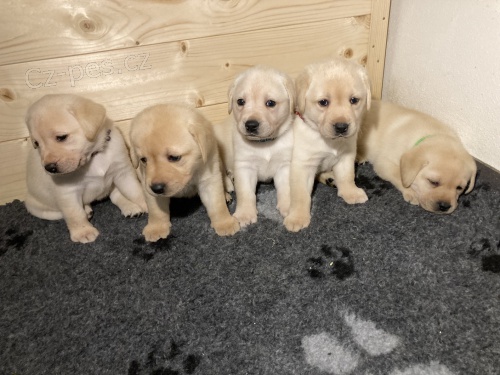 Labradorsk� retriever - �lut� �t���tka s PP