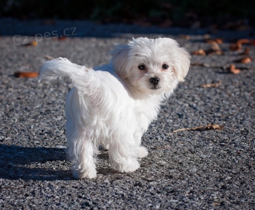 Maltezsk� ps�k - �t���tka bez pp