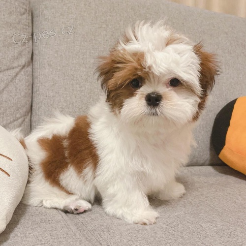 �t���tka shih-tzu bez PP