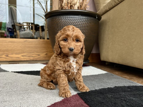 Mini Cockapoo �t��ata na prodej