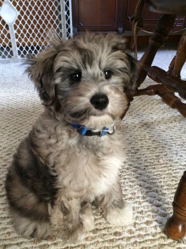 Prod�m �t��ata Mini Schnoodle.