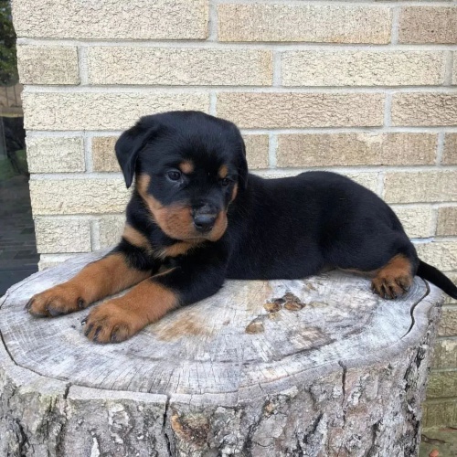 �t��ata rotvajlera na prodej.