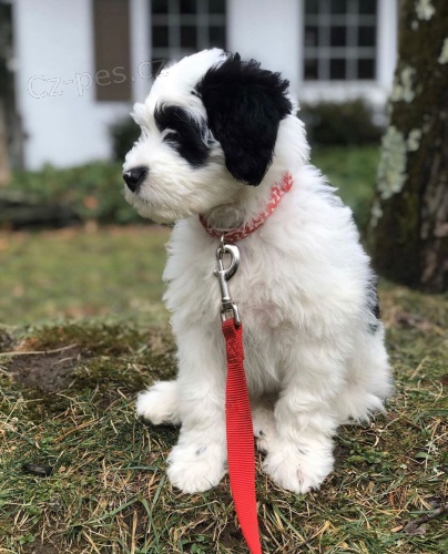 Portugalsk� vodn� pes