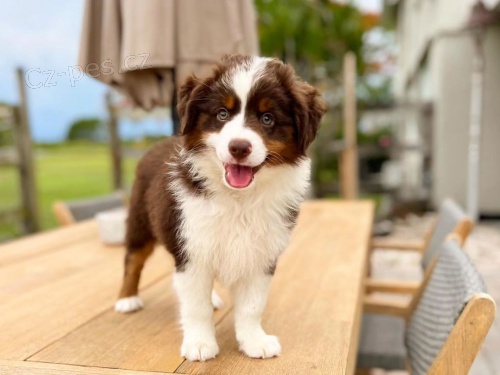 Prod�m �t��ata australsk�ho ov��ka