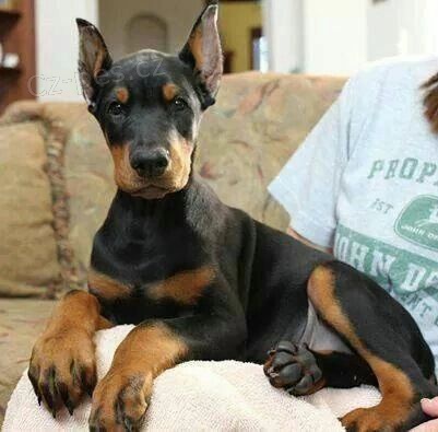 Prod�m �t��ata dobrmana.