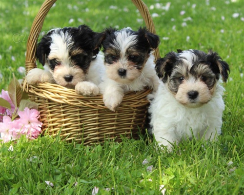 Prod�m �t��ata biewer yorkie