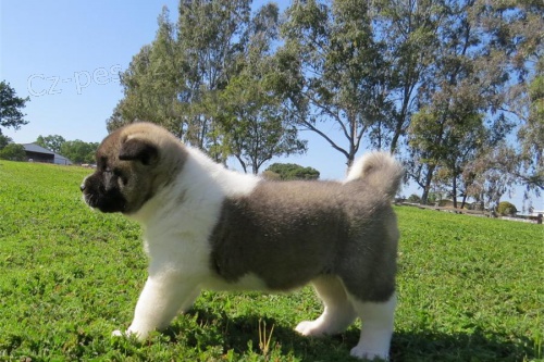 Americk� akita inu �t��ata