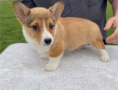 Prod�m �t��ata pembroke welsh corgi.