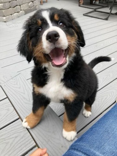 Prod�m �t��ata bernsk�ho sala�nick�ho psa.