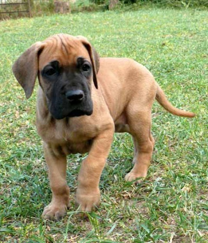 Prod�m �t��ata n�meck� dogy