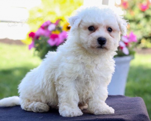 �t��ata bi�onka jsou k dispozici a p�ipravena k prodeji.