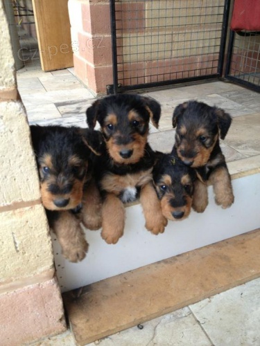 Prod�m kr�sn� O�KOVAN� a od�erven� �t���tka Airedale teri�ra