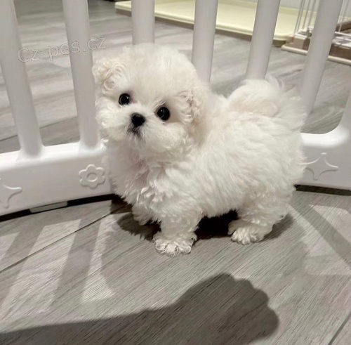 PROD�M O�KOVAN� mini toy �t��ata malt�z�k�.