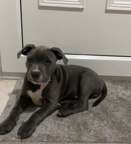 Prod�m zdrav� �t��ata staford��rsk�ho bulteri�ra