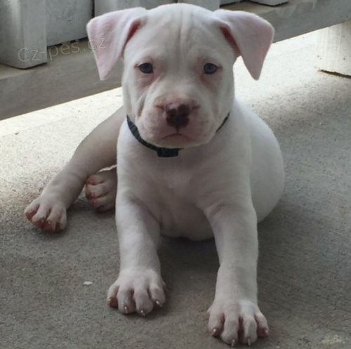 Prod�m �t��ata americk�ho pitbull teri�ra