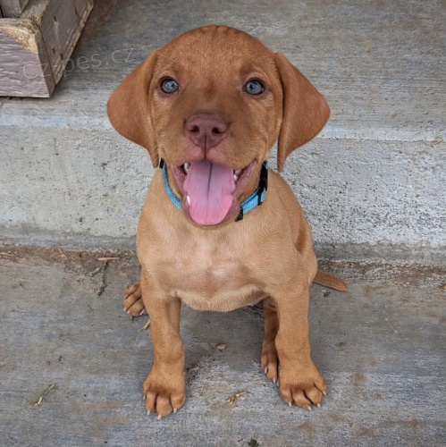 kr�tkosrst� ma�arsk� vizsla �t��ata k adopci