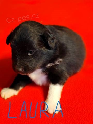 �eltie - shetie fenky s PP