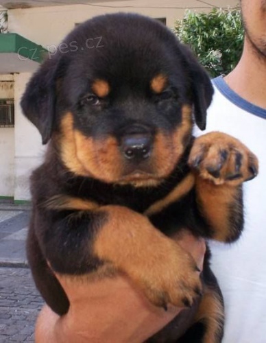 �t��ata rotvajlera na prodej.