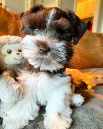 Prod�m �t��ata mal�ho kn�ra�e.