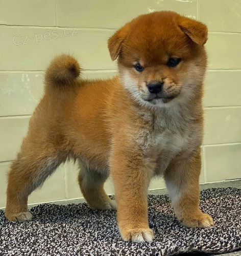 �T��ATA SHIBA INU