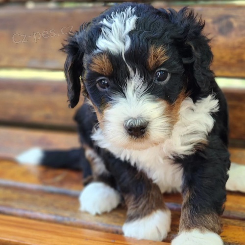 Prod�m mini �t��ata Bernedoodle.