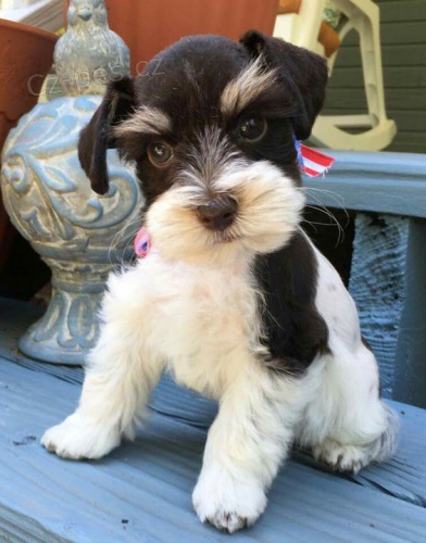 Prod�m ZDRAV�, O�KOVAN� a od�erven� �t��ata mal�ho kn�ra�e.