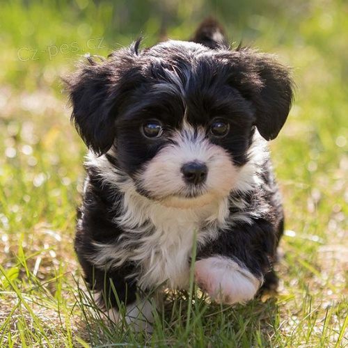 Prod�m roztomil� a zdrav� �t��ata havanese.