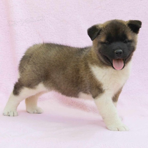 Prod�m zdrav� �t��ata akita inu