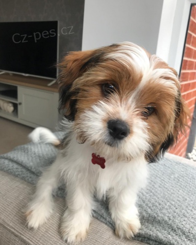 CAVATZU �t��ata na prodej