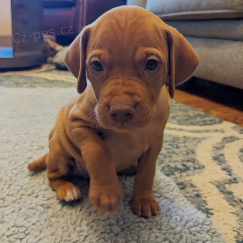 Prod�m �t��ata ma�arsk� kr�tkosrst� vizsla