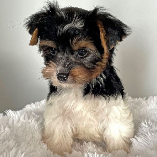 Prod�m �t��ata biewer yorkie
